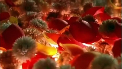 Compulsion 2008 ‧ Drama