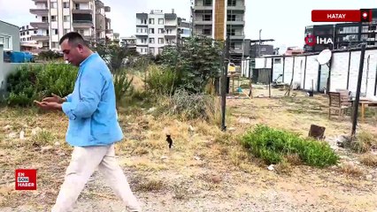 Hatay’da minibüs şoförü trafikte duran yavru kediyi kurtardı