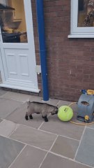 Este cabrito jugando con una pelota ya derrite corazones en internet