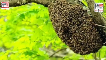 Dr Waseem Ahmed EXPOSES The Shocking Truth About Termites? Apna Tv New York 31-07-2025