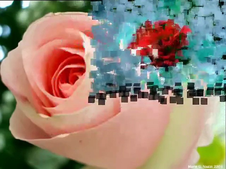 Ahmet Özhan - Gülü susuz seni aşksız bırakmam