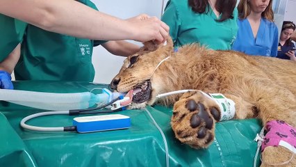 Dos leones de Cabárceno vuelven a caminar gracias a un tratamiento pionero de la Universidad de León
