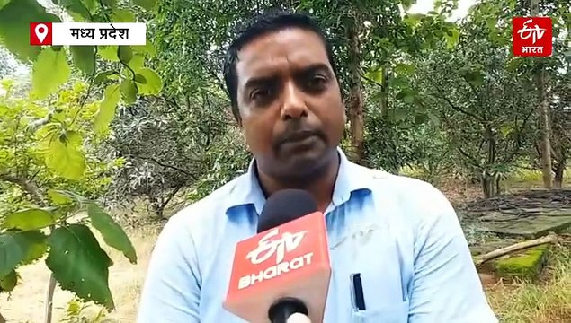 धान रोपाई की आ गई गजब तकनीक, कम लागत और कम पानी में बंपर पैदावार