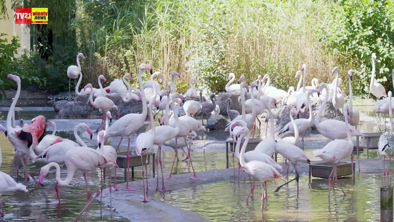 Aus Grau wird Rosa  Flamingo-Küken im Tiergarten Schönbrunn