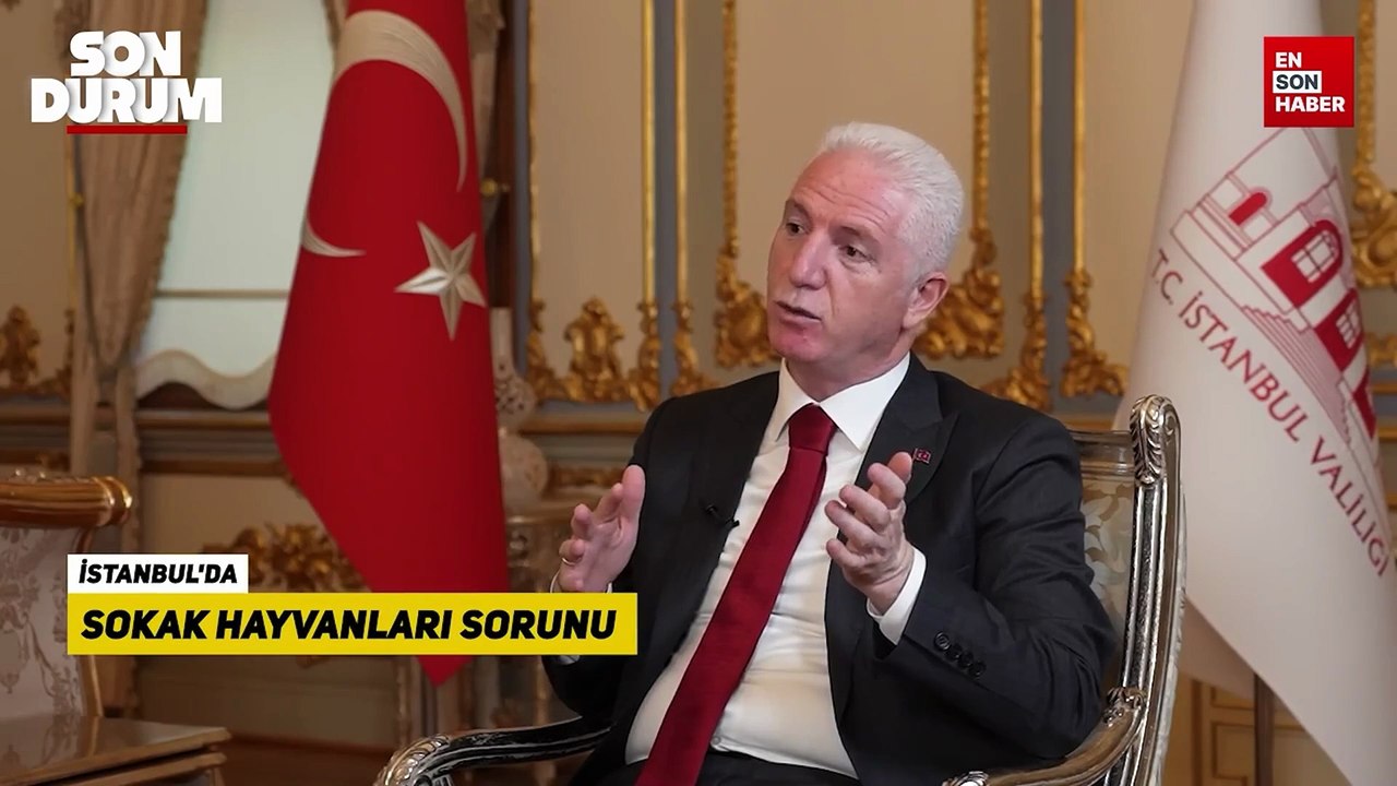 Davut Gül: Sahipsiz sokak hayvanları 2025 yılı sonunda gündemden çıkacak