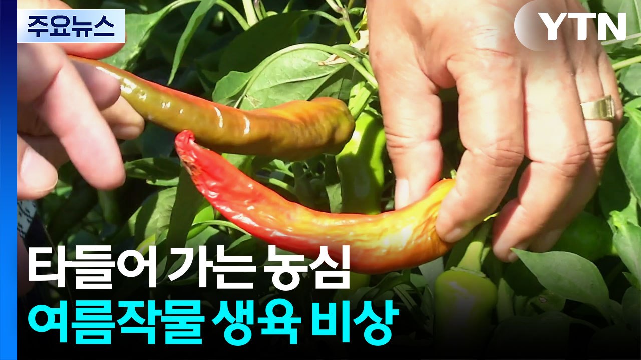 피서객 북적이는 바닷가...여름작물은 생육 비상 / YTN