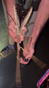 World’s LARGEST INSECT discovered in AUSTRALIA: it’s absolutely TERRIFYING