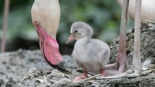 Flamingo-Küken im Tiergarten Schönbrunn geschlüpft
