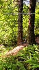 On a trouvé une balançoire en plein milieu d’une forêt