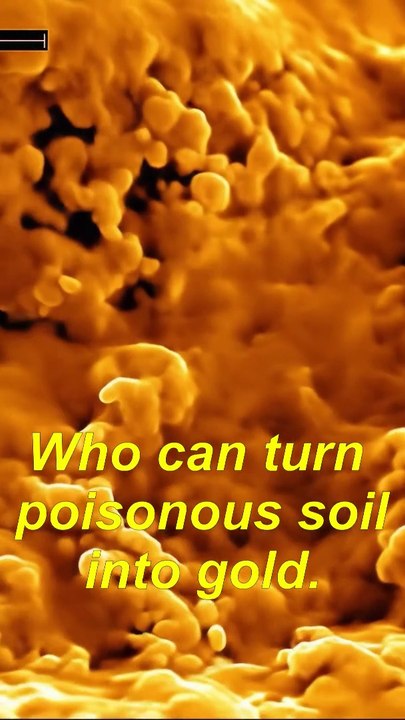 Bacteria that make Gold from soil