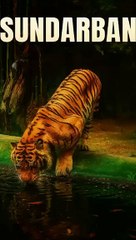 🐅Sundarbans Tiger Attacks: Fear, Survival & History of Man-Eaters 🐯🌿