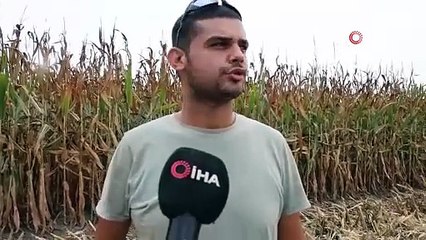 Rekolte üreticinin yüzünü güldürdü! Adana’da mısır hasadı başladı