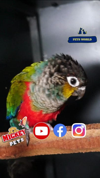 ക്രീംസൺ ബെല്ലിഡ് കോന്യൂർ | Crimson bellied conure #petsworld #conure   ഈ ഷോപ്പിന്റെ അഡ്രസ്സ് "മിക്കി  പെറ്റ്സ്" ബി‌ജെ‌പി ജില്ലാ ഓഫീസിന് സമീപം,പത്തനംതിട്ട.ഫോണ്‍ നമ്പര്‍ - 80896 90746/98463 90746/ 0468 2964521Mickey Pets & Aquarium,Pathanamthitta