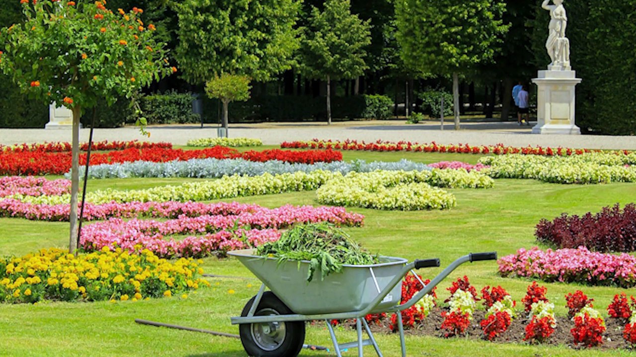 Schliafhanseln oder Mäuse-Gerste beruhigt Tierbesitzer innen