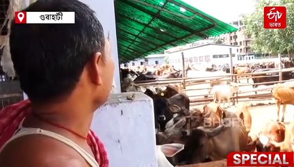 ৰাণী, লালী, ছটুহঁতৰ কথাৰে... যিয়ে নিঃশব্দে আমাক শিকায় শৃংখলাবদ্ধতা, নিয়মানুবৰ্তিতাৰ পাঠ