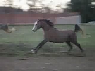 Spirit mon poulain