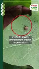 कपाशीवरील मित्र कीड आपल्यासाठी किती फायद्याची जाणून घ्या सविस्तर 