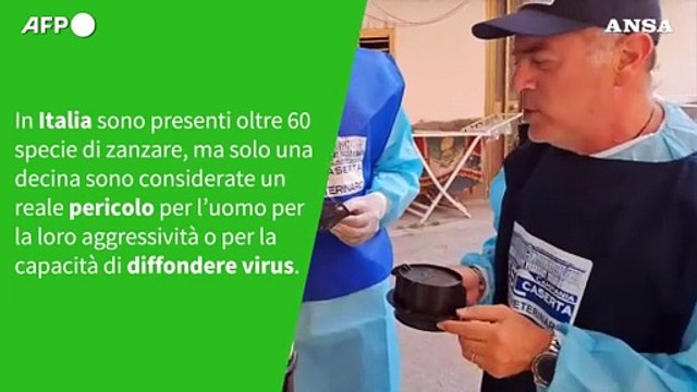 Ansa VERIFIED - E' vero che le zanzare sono molto pericolose anche in Italia?