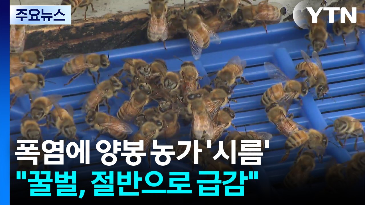 폭염에 양봉 농가 '시름'..."꿀벌, 절반으로 급감" / YTN