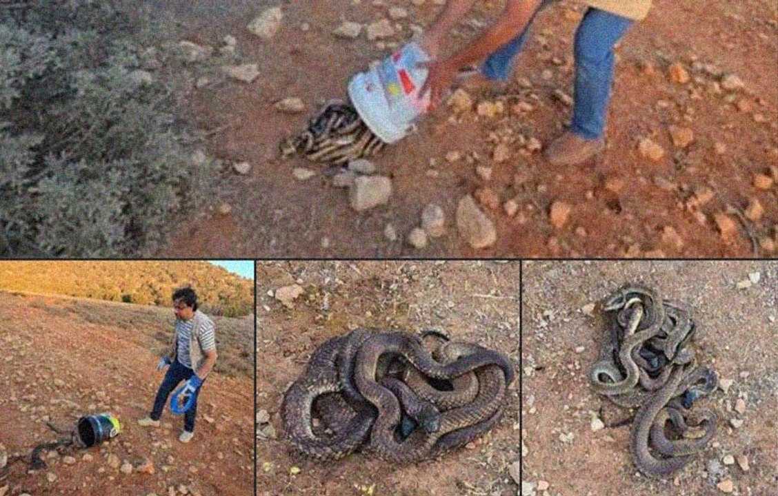 ذعر بالمغرب بعد شائعة "إطلاق 700 أفعى كوبرا بمراكش"