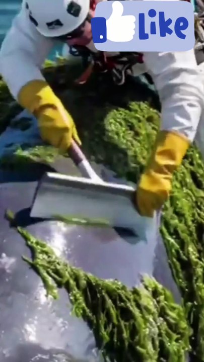 Saleemoffical presentation - excellent maintenance service #animals