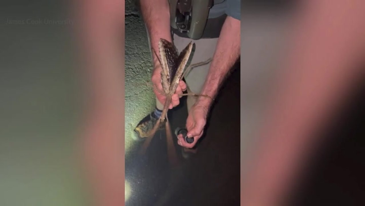 Scientists shocked by insect thought to be the heaviest in Australia