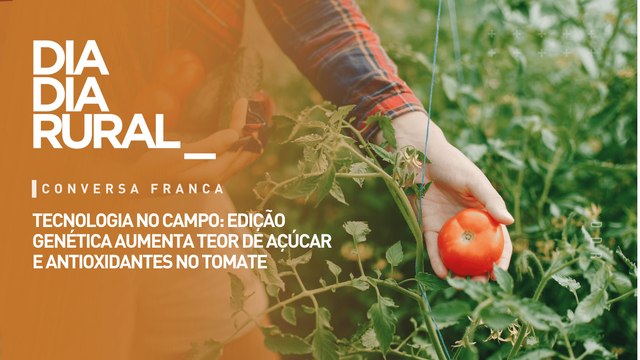 Tecnologia no campo: edição genética aumenta teor de açúcar e antioxidantes no tomate