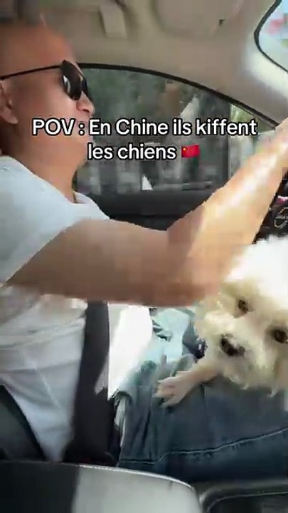 Ils prennent vraiment trop soin des chiens là-bas !
