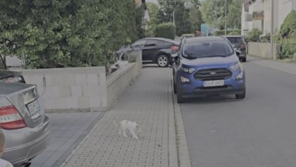 Cat tries every trick to catch mouse but the mouse escapes every time