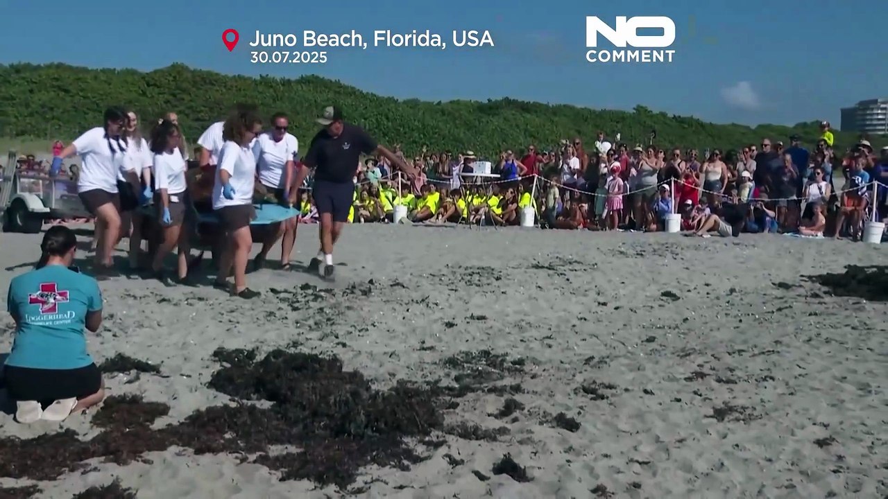 VIDEO: Meeresschildkröte 'Pennywise' zurück in den Atlantik entlassen