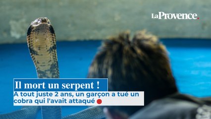 A tout juste 2 ans, un garçon a tué un cobra qui l'avait attaqué