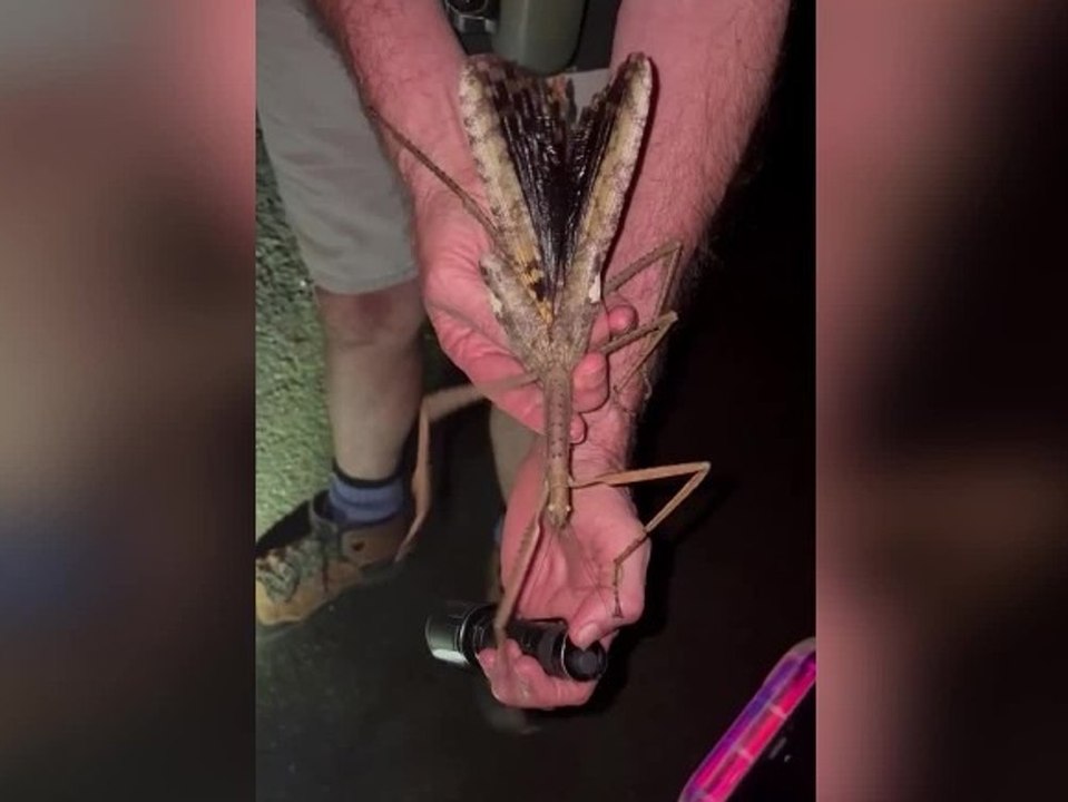 Schweres Exemplar: Forscher finden neue Insektenspezies in Australien