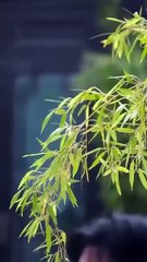 The Lie That Lasted Seven Years – FULL HD MOVIE [Eng Sub]