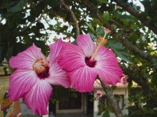 Floripa viagem tecnica