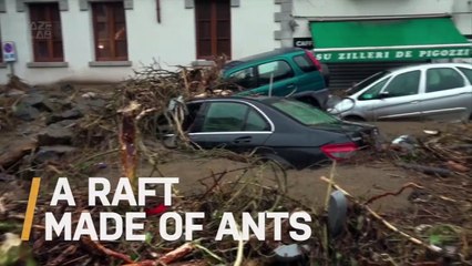 Fire Ant Raft! You Have to Check This Out!