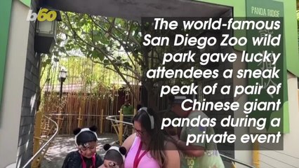 These Pandas Are Making Their Home at the San Diego Zoo