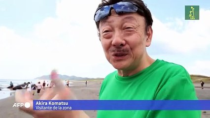 Preocupan ballenas varadas en Japón