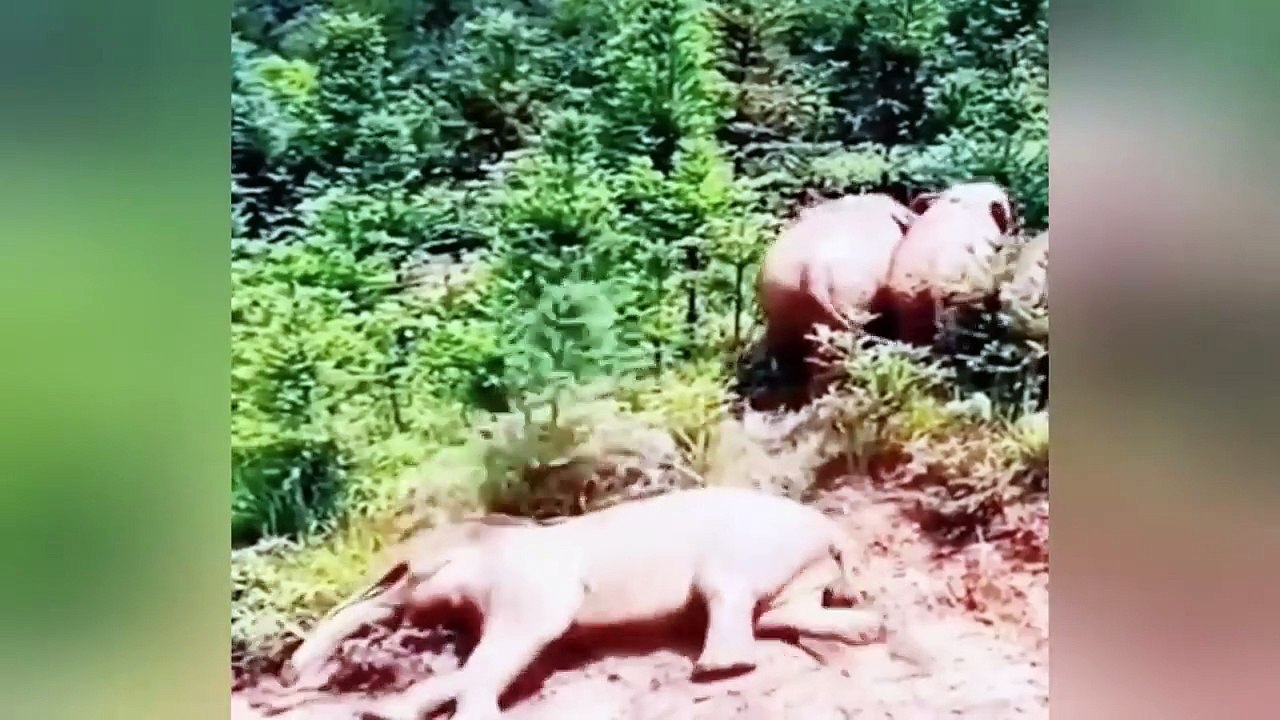 Funniest Animal Videos Ever (Part 1) 😂🐕🐈