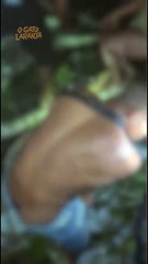 Árvore gigante cai sobre cabaré e casal é resgatado pelado