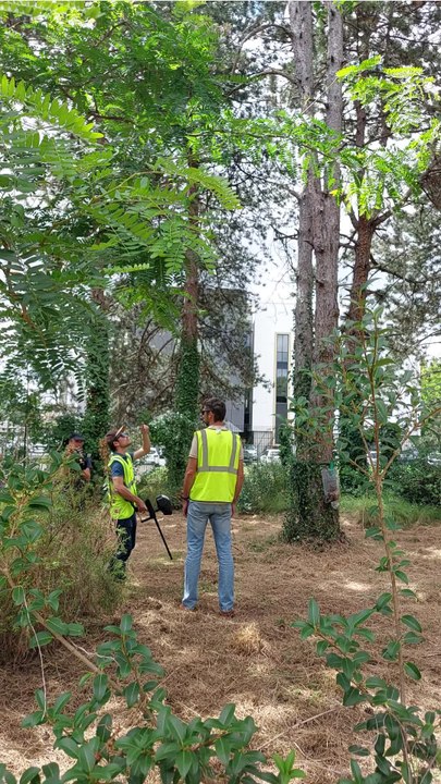 Du paintball contre les chenilles processionnaires à Pau