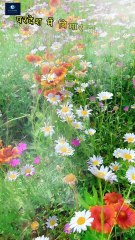 परदेशी की कहानी | परदेशी | Har pal meri yad tumhe tadpaygi #short #truth #facts #reality #viral