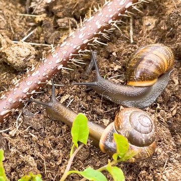 Jardinez plus intelligemment, pas plus difficilement : Tips for Busy Lives 🧑🏼‍🌾✨