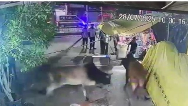 Caught on CCTV: Two bulls fight, destroy tea shop within seconds in Bareilly