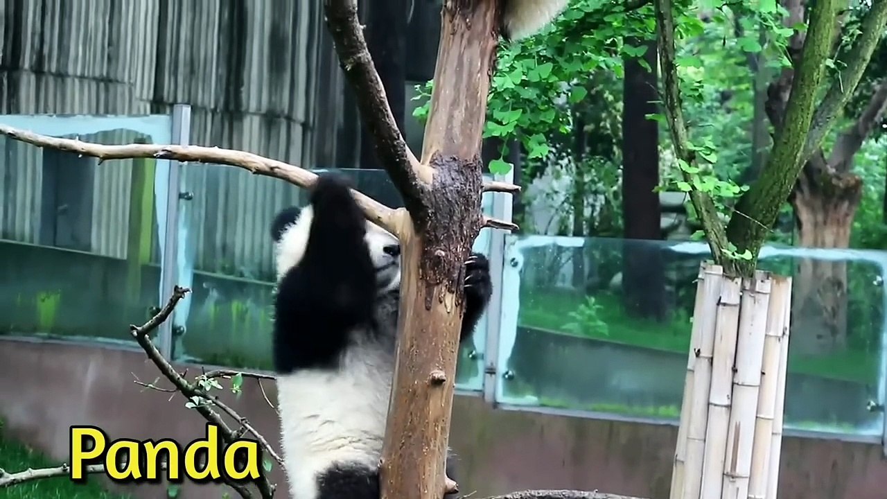 50 Animals Name and Sound _ English _ Animals for kids _ WATRstar