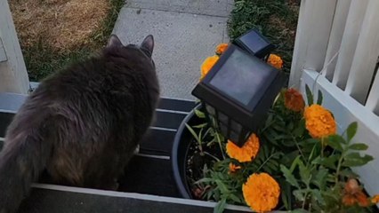 Chickadee outsmarts an indoor cat who thought she had the perfect ambush