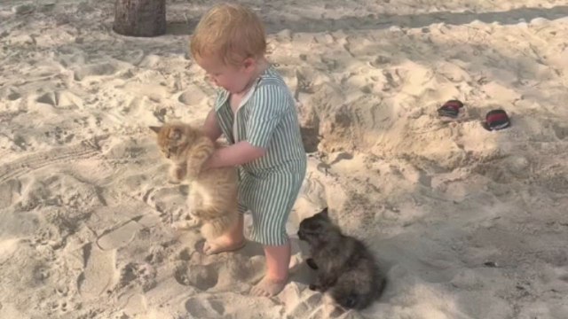 Heartwarming scene as child befriends kittens brought to the beach by another family