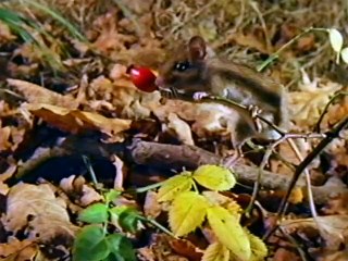 Baby Dolittle Neighborhood Animals 2001 VHS