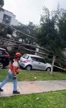 Vientos fuertes generan caída de árboles