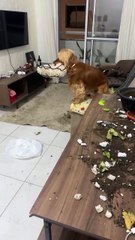 VÍDEO: Após fazer bagunça na casa, doguinho recebe tutora como se nada tivesse acontecido