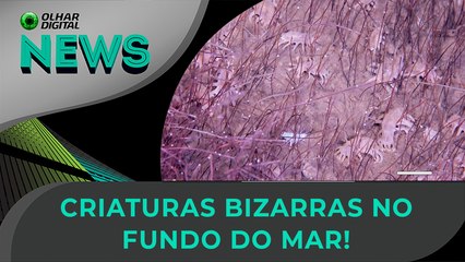 As misteriosas criaturas que vivem a 10 km de profundidade | 31/07/2025